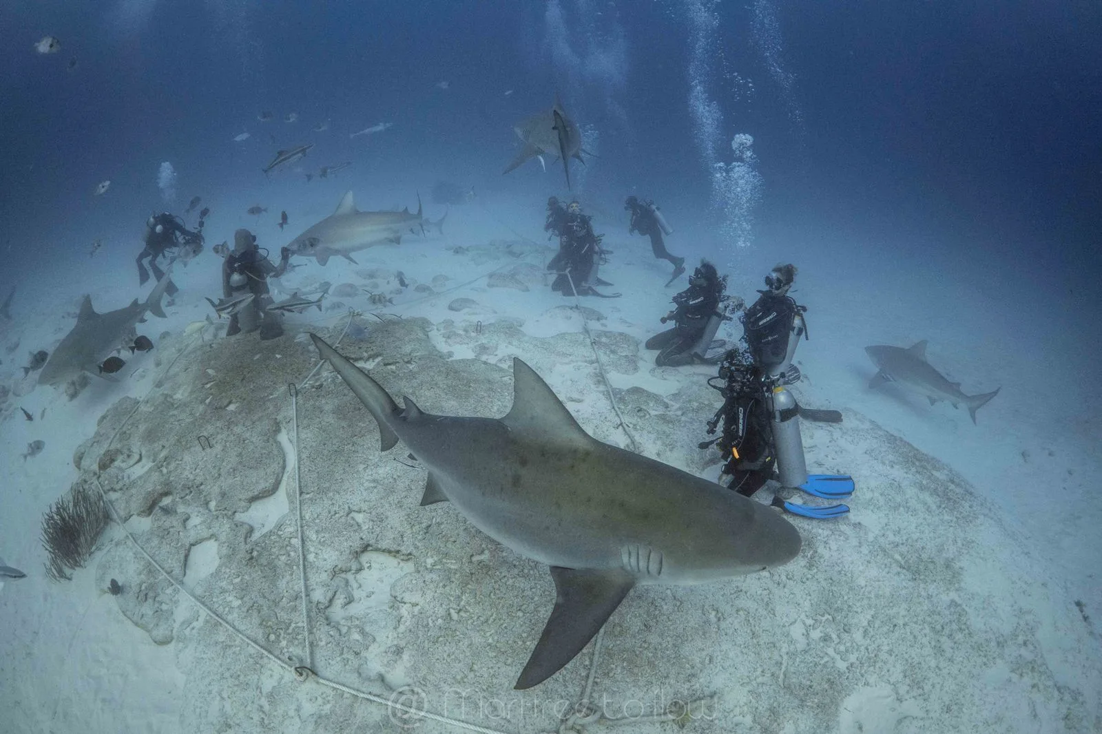 Bull shark passing close during the dive