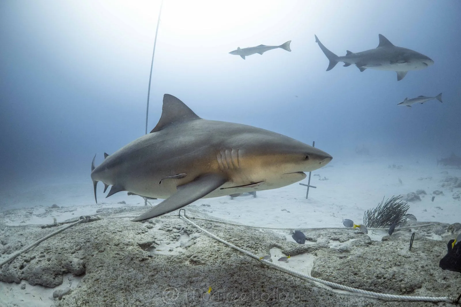 Bull shark dive site near Playa del Carmen