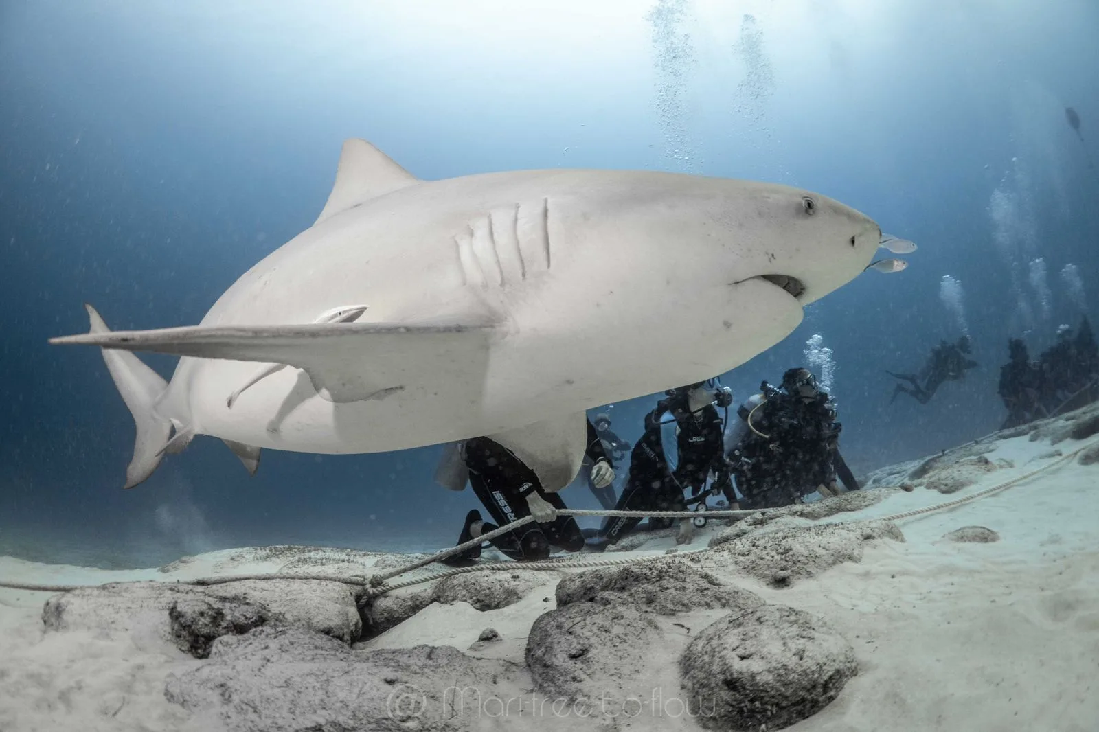 Divers settled on the sandy bottom with bull shark nearby