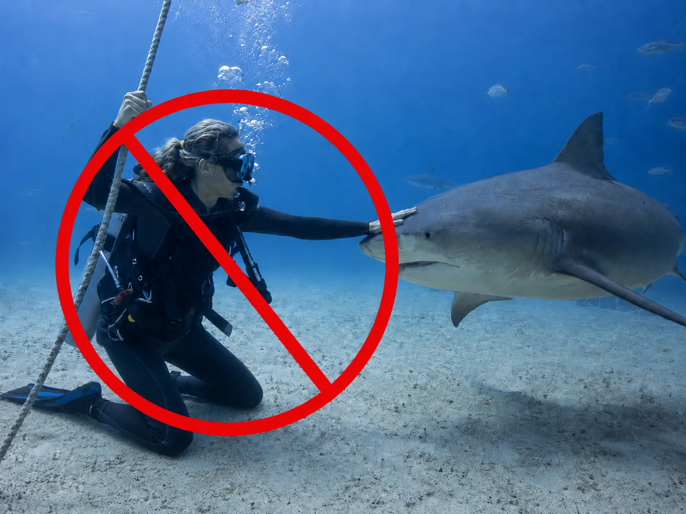 Do not touch bull sharks during the dive